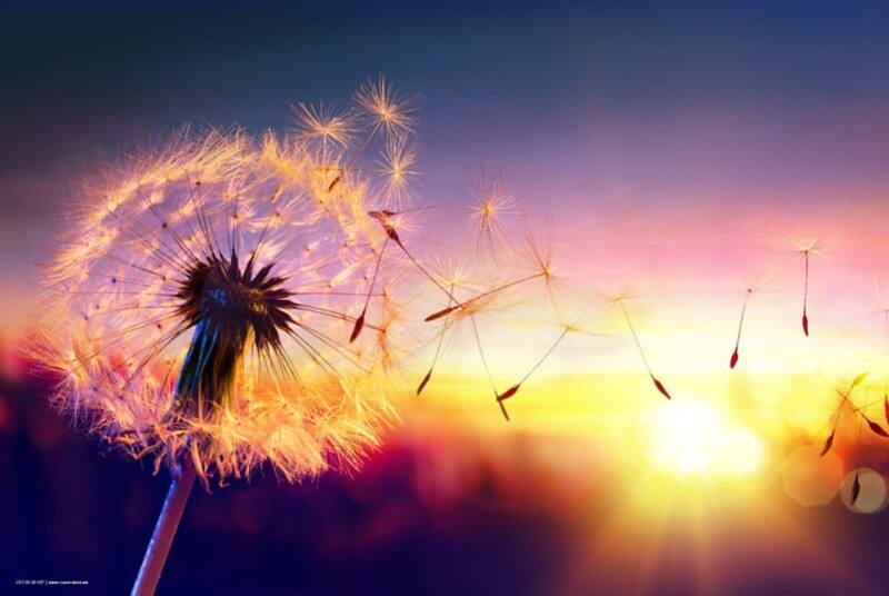 cover your desk Paardenbloem Bureauonderlegger Vinyl Roze 40 x 60 cm