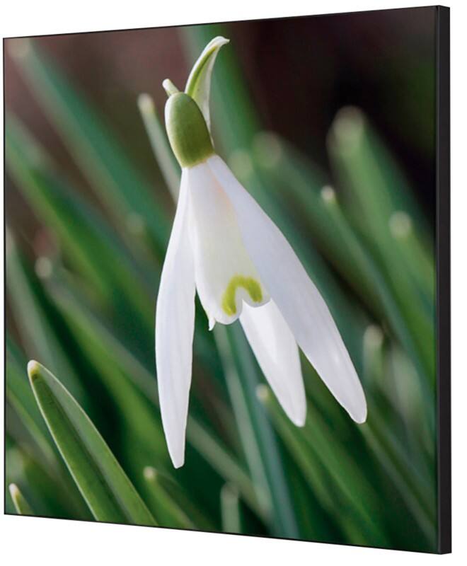 SHOWDOWN White Flower Textielen Wanddecoratie Multikleur Aluminium