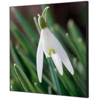 SHOWDOWN White Flower Textielen Wanddecoratie Multikleur Aluminium