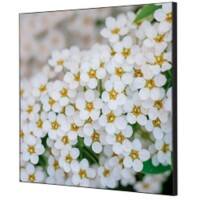 SHOWDOWN White Flower Textielen Wanddecoratie Multikleur Aluminium