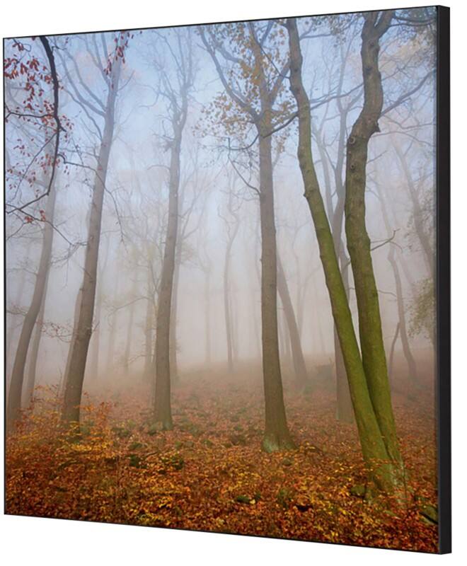 SHOWDOWN Autumn Mist Textielen Wanddecoratie Multikleur Aluminium