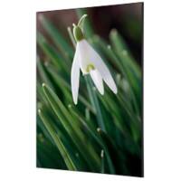 SHOWDOWN White Flower Textielen Wanddecoratie Multikleur Aluminium