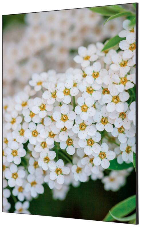 SHOWDOWN White Flower Textielen Wanddecoratie Multikleur Aluminium