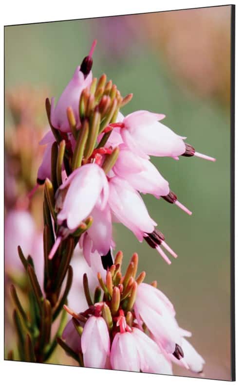 SHOWDOWN Pink Flower Textielen Wanddecoratie Multikleur Aluminium