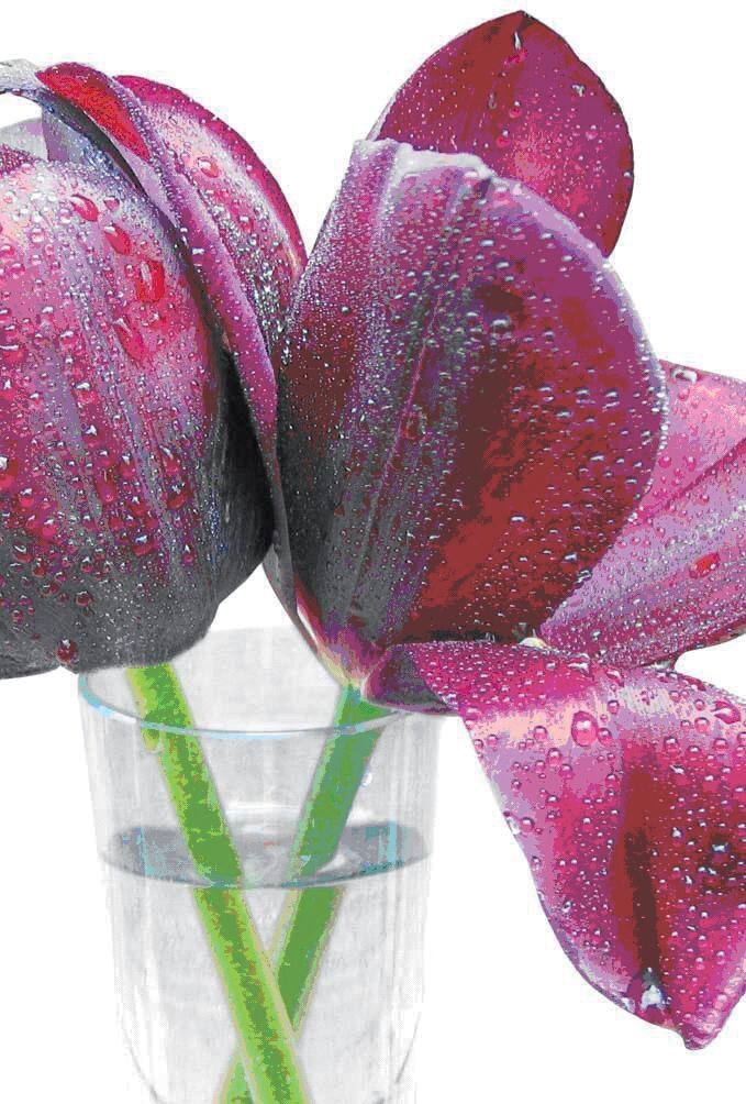 bsb-obpacher Tulip Wenskaarten Speciaal 11,5 x 17 cm Kleurenassortiment 10 Stuks