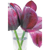 bsb-obpacher Tulip Wenskaarten Speciaal 11,5 x 17 cm Kleurenassortiment 10 Stuks