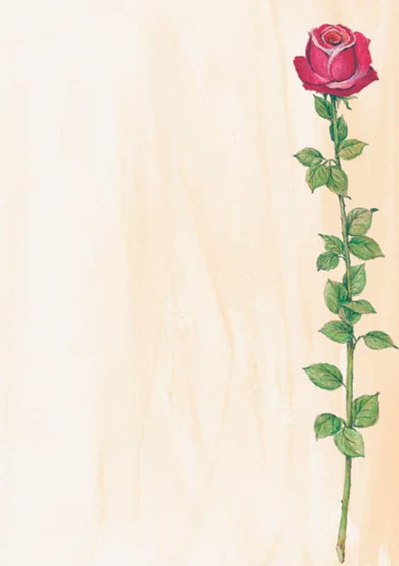 Sigel Rose A4 Mat 90 g/m² 21 x 29,7 cm Kleurenassortiment 25 Vellen